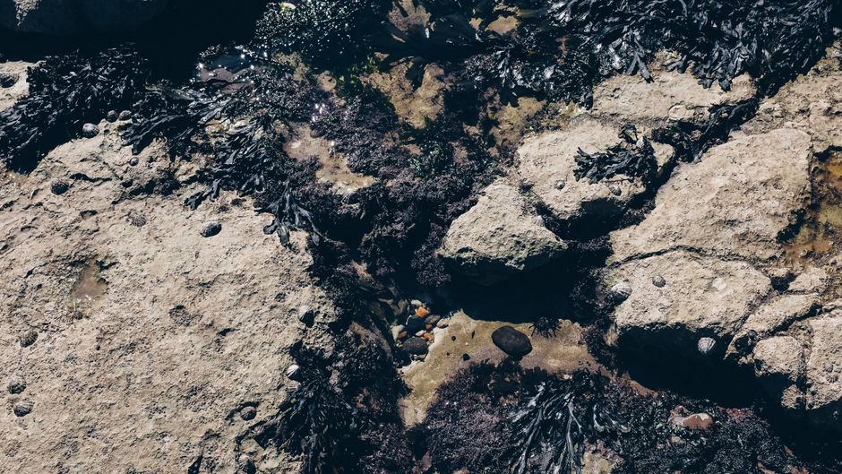 Tide Pools and Rocky Shores: Exploring Cornwall's Intertidal Zone